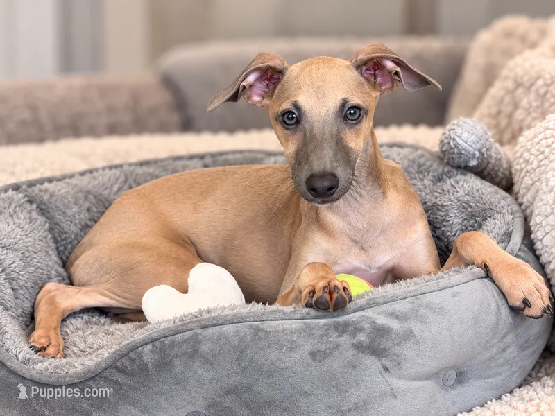 Bennett – Italian Greyhound puppy for sale in Kingston, OK