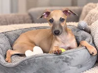 Bennett, a male Italian Greyhound for sale in Kingston, OK – 1 of 10