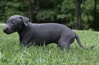Brio, a male Italian Greyhound for sale in Kingston, OK – 3 of 10