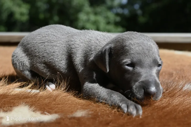 Taz – Italian Greyhound puppy for sale in Kingston, OK