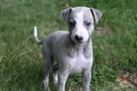 Willa, a female Whippet for sale in Kingston, OK – Photo 4 of 10