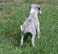 Willa, a female Whippet for sale in Kingston, OK – Photo 3 of 10