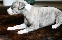 Willa, a female Whippet for sale in Kingston, OK – Photo 8 of 10