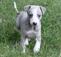 Willa, a female Whippet for sale in Kingston, OK – Photo 1 of 10