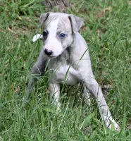 Willa, a female Whippet for sale in Kingston, OK – Photo 2 of 10