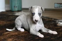 Willa, a female Whippet for sale in Kingston, OK – Photo 5 of 10