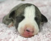 Willa, a female Whippet for sale in Kingston, OK – Photo 10 of 10