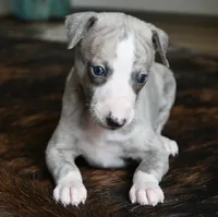 Willa, a female Whippet for sale in Kingston, OK – Photo 7 of 10