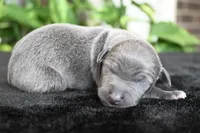 Brio, a male Italian Greyhound for sale in Kingston, OK – 5 of 5