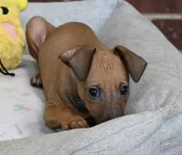 Nimbus, a male Italian Greyhound for sale in Kingston, OK – 2 of 10