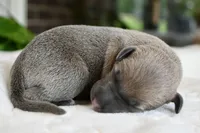 Bennett, a male Italian Greyhound for sale in Kingston, OK – 5 of 5