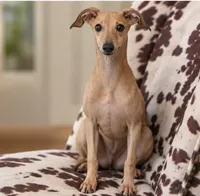 Driz, a female Italian Greyhound for sale in Kingston, OK – 3 of 10