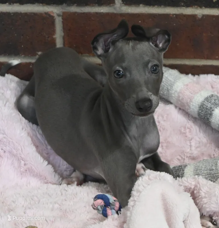Maple – Italian Greyhound puppy for sale in Kingston, OK