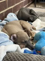 Bennett, a male Italian Greyhound for sale in Kingston, OK – 7 of 10
