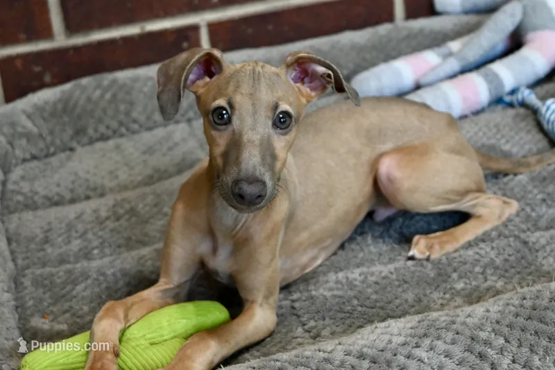 Jersey – Italian Greyhound puppy for sale in Kingston, OK