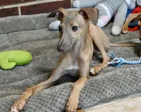 Jersey, a male Italian Greyhound for sale in Kingston, OK – 4 of 9