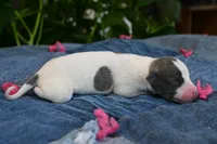 Sabrina, a female Whippet for sale in Kingston, OK – 6 of 6