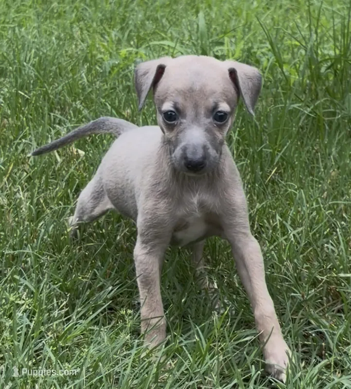 Jane – Italian Greyhound puppy for sale in Kingston, OK