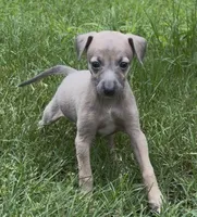 Jane, a female Italian Greyhound for sale in Kingston, OK – 1 of 10