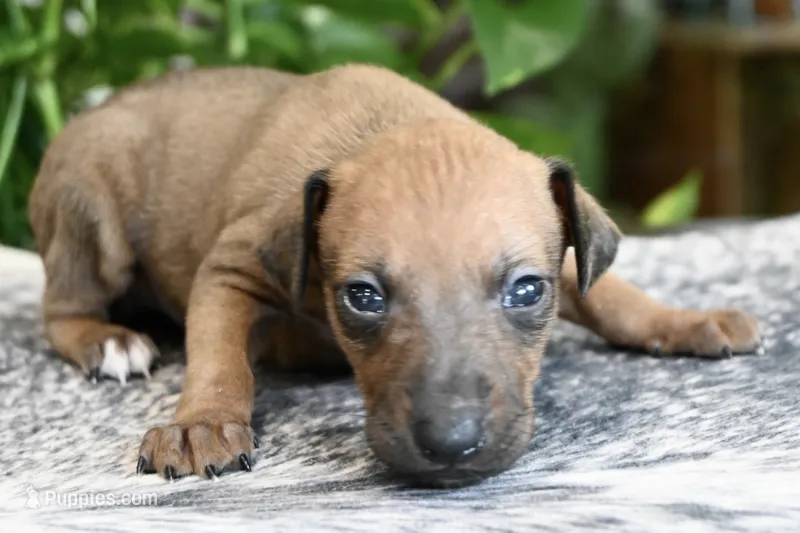 Nimbus – Italian Greyhound puppy for sale in Kingston, OK