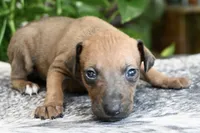 Nimbus, a male Italian Greyhound for sale in Kingston, OK – 5 of 10