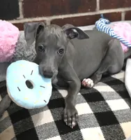 Maynard, a male Italian Greyhound for sale in Kingston, OK – 2 of 10