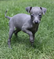Millie, a female Italian Greyhound for sale in Kingston, OK – 2 of 10