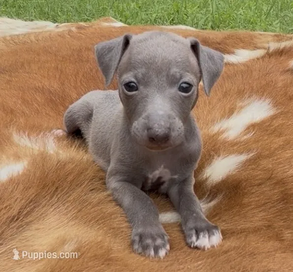 Hailie – Italian Greyhound puppy for sale in Kingston, OK
