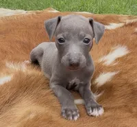 Hailie, a female Italian Greyhound for sale in Kingston, OK – 1 of 10