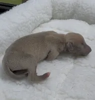 Jaxx, a male Italian Greyhound for sale in Kingston, OK – 3 of 5