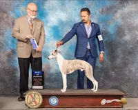 Grace, a  Whippet for sale in Kingston, OK – Photo 6 of 6