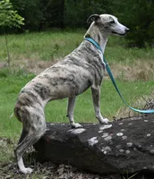 Grace, a  Whippet for sale in Kingston, OK – Photo 3 of 6