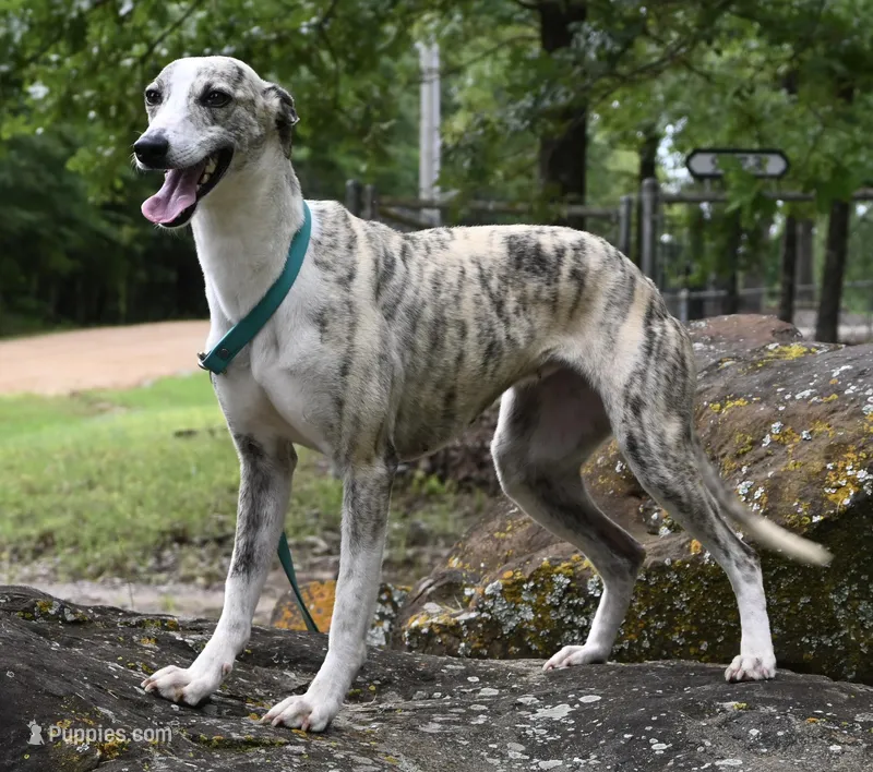 Grace – Whippet puppy for sale in Kingston, OK