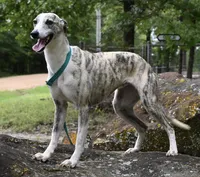 Grace, a  Whippet for sale in Kingston, OK – Photo 1 of 6