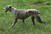 Grace, a  Whippet for sale in Kingston, OK – Photo 4 of 6