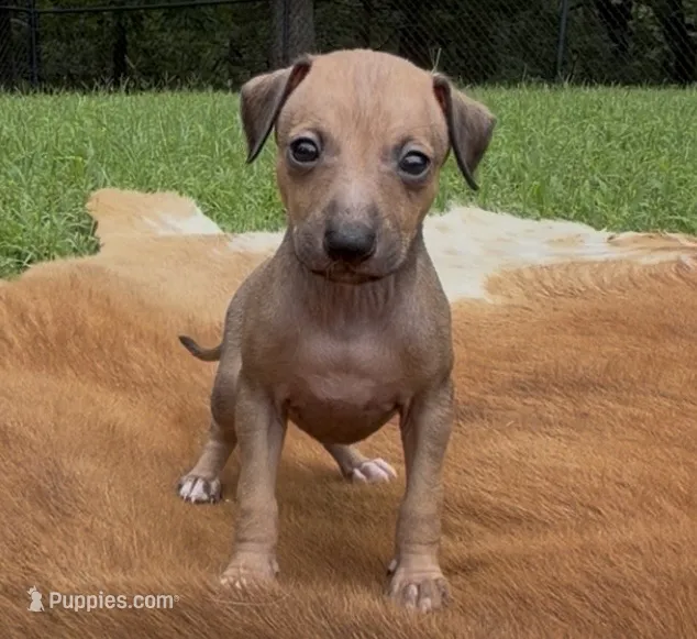 Driz – Italian Greyhound puppy for sale in Kingston, OK