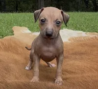 Driz, a female Italian Greyhound for sale in Kingston, OK – 1 of 10