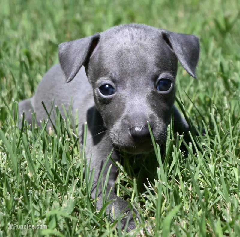Maynard – Italian Greyhound puppy for sale in Kingston, OK