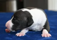 Tango, a male Italian Greyhound for sale in Kingston, OK – 4 of 5