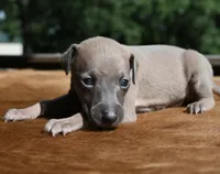 Jasper, a male Italian Greyhound for sale in Kingston, OK – 5 of 10