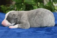 Skylar, a male Whippet for sale in Kingston, OK – 5 of 5