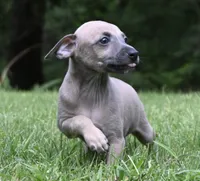Bennett, a male Italian Greyhound for sale in Kingston, OK – 4 of 10