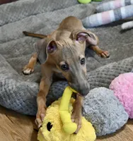Jersey, a male Italian Greyhound for sale in Kingston, OK – 5 of 9