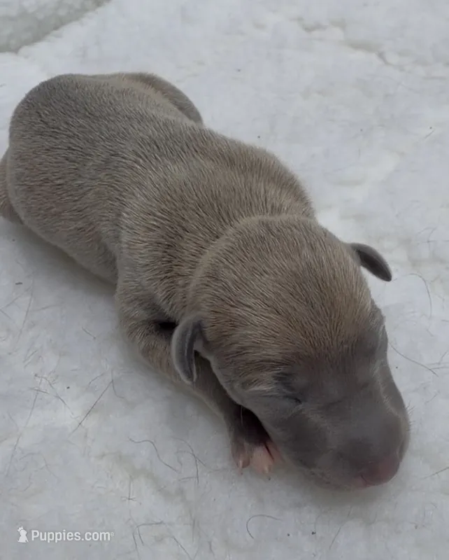 June – Italian Greyhound puppy for sale in Kingston, OK