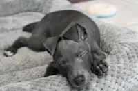 Brio, a male Italian Greyhound for sale in Kingston, OK – 5 of 6