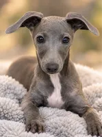 Taz, a male Italian Greyhound for sale in Kingston, OK – 2 of 10