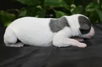 Sienna, a female Whippet for sale in Kingston, OK – 5 of 5