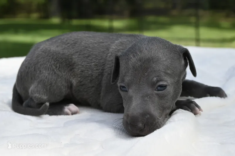Quincy – Italian Greyhound puppy for sale in Kingston, OK