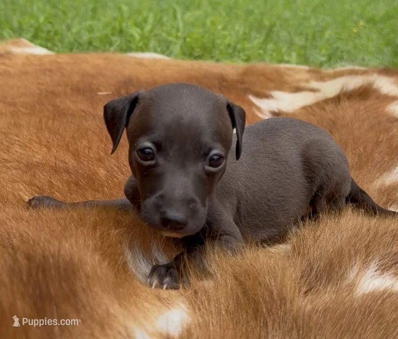 Tess – Italian Greyhound puppy for sale in Kingston, OK