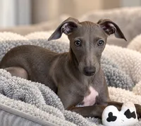 Blizzy, a male Italian Greyhound for sale in Kingston, OK – 3 of 10